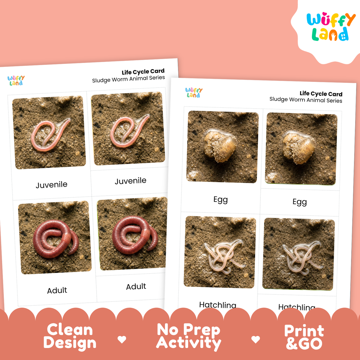Sludge Worm Life Cycle Flashcards | 3 Part Cards Biology Activity