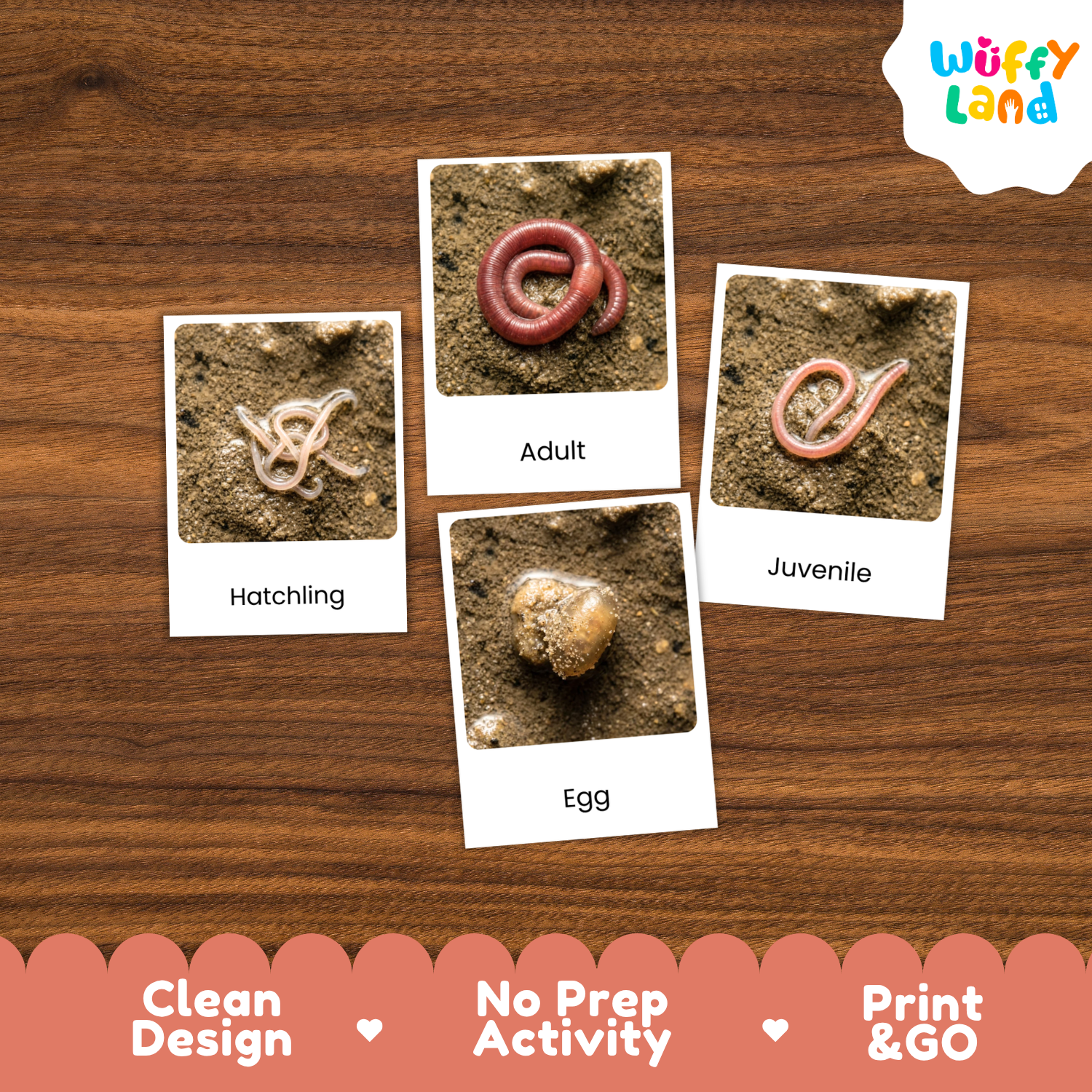 Four labeled activity cards showing a worm life cycle labeled Hatchling, Adult, Juvenile, and Egg, placed on a wooden surface. The cards are part of an educational activity set by Wuffi Land, with product feature badges along the bottom.