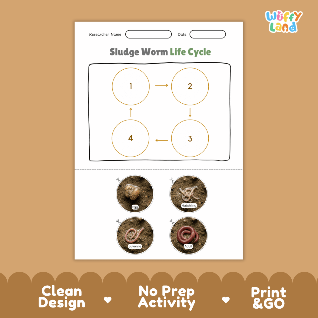 Sludge Worm Life Cycle Poster and Cut and Paste Activity Worksheet