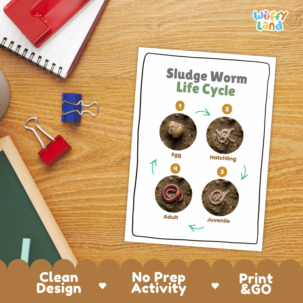 Sludge Worm Life Cycle Poster and Cut and Paste Activity Worksheet