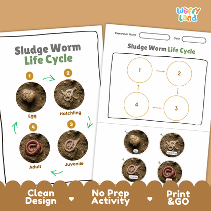 Sludge Worm Life Cycle Poster and Cut and Paste Activity Worksheet