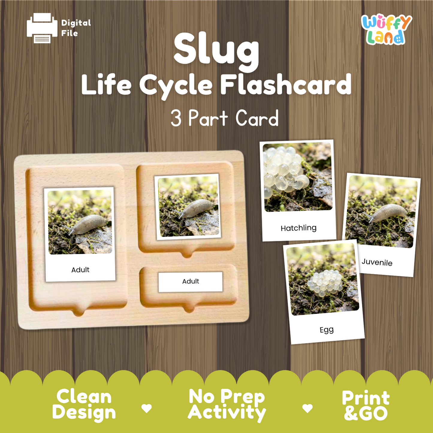A digital preview of a 'Slug Life Cycle Flashcard' set by Wiffy Land, showing a wooden 3-part card tray with labels for Adult, Hatchling, and Egg, alongside three sample flashcards depicting these stages on a wood-grain background.
