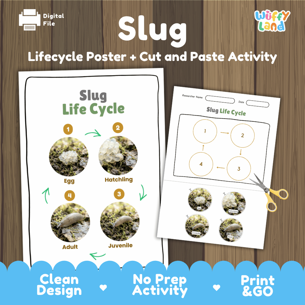 Slug Life Cycle Poster and Cut and Paste Activity Worksheets