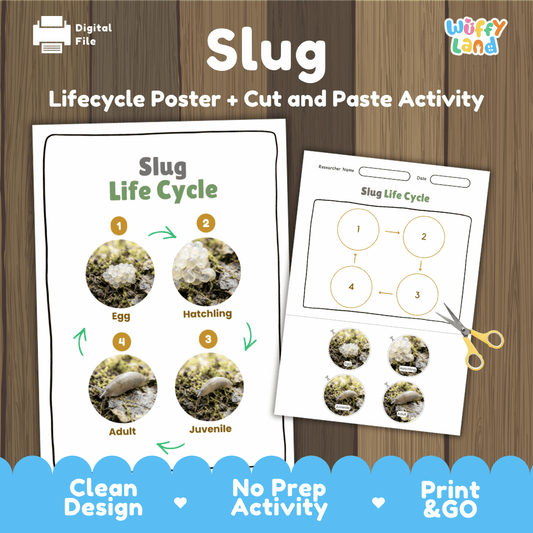 Slug life cycle sequencing reference chart and cut and paste student worksheet with 4 developmental stages