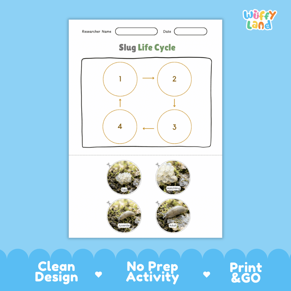 Slug Life Cycle Poster and Cut and Paste Activity Worksheets