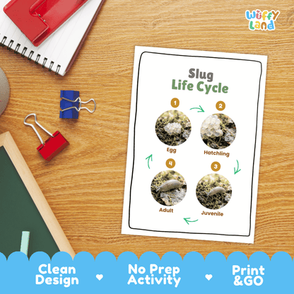 Slug Life Cycle Poster and Cut and Paste Activity Worksheets