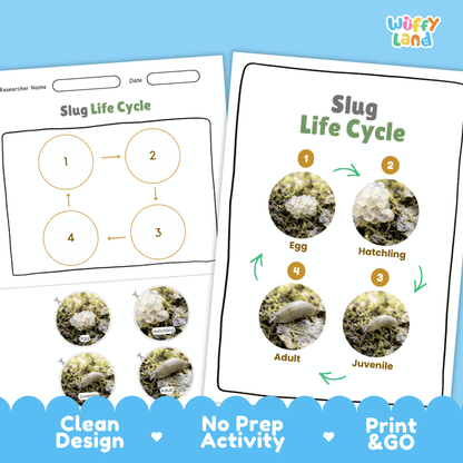 Slug Life Cycle Poster and Cut and Paste Activity Worksheets