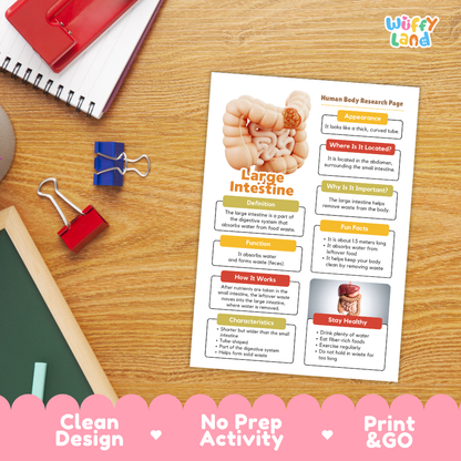 Close-up of informational summary sheet detailing small intestine definitions, fun facts, and healthy habits