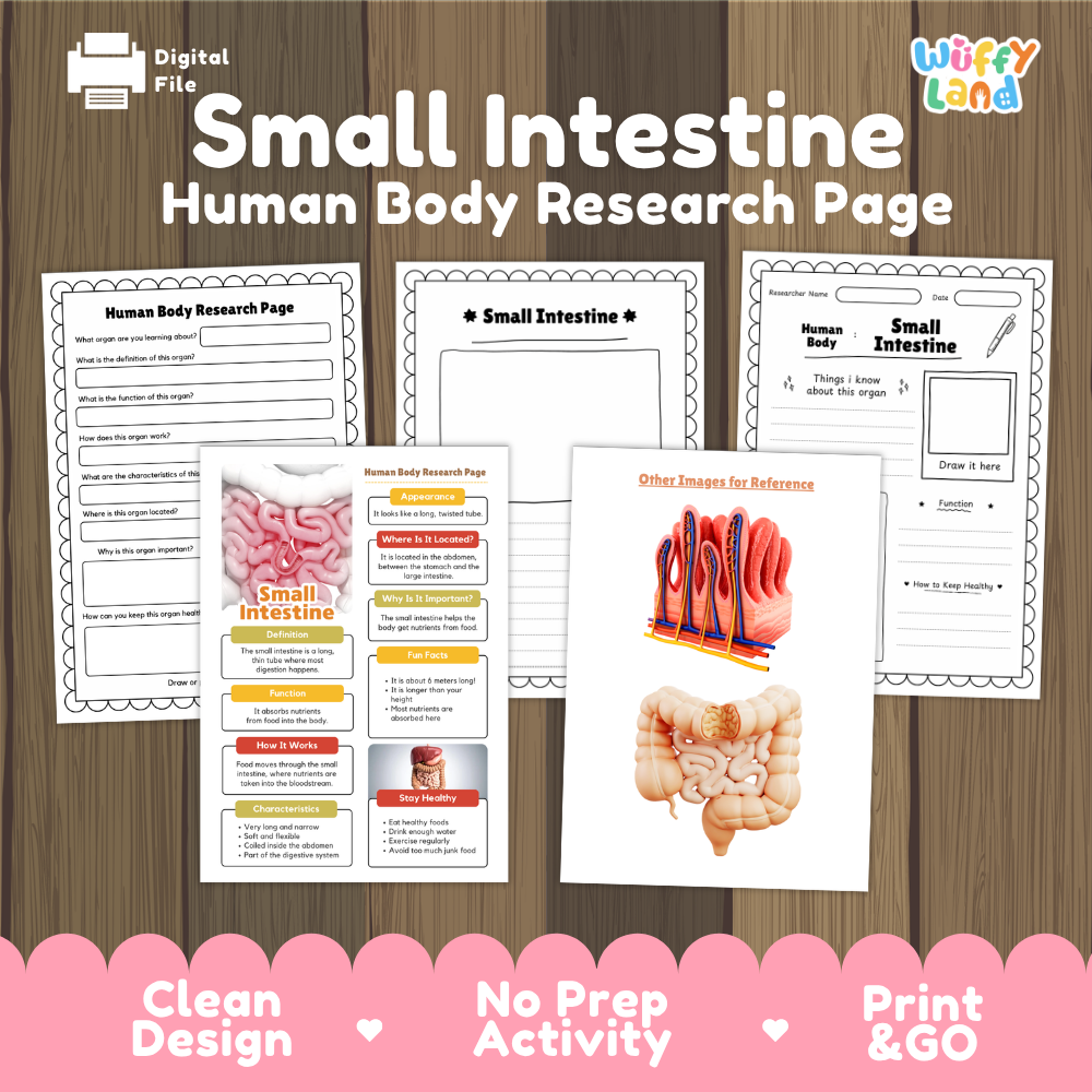 Small intestine human body research page cover showing printable research worksheets, information cards, and reference sheets