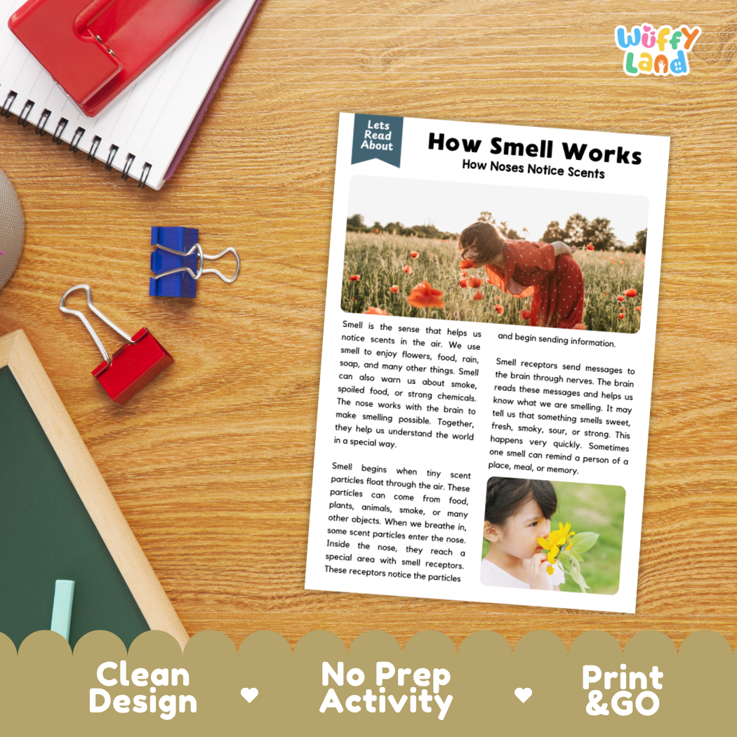 Printable student worksheet with short-answer reading comprehension questions covering smell and human biology
