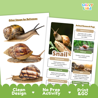 Snail Animal Research Project Worksheets and Fact Sheet