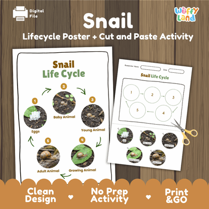 Snail Lifecycle Poster and Cut and Paste Activity Worksheets | Animal Science Printables