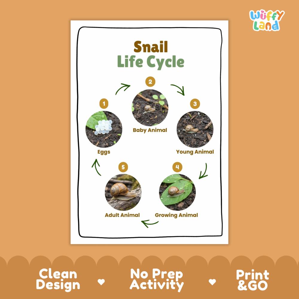 Snail Lifecycle Poster and Cut and Paste Activity Worksheets | Animal Science Printables