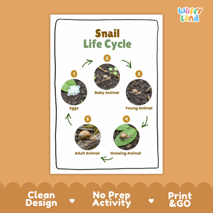 Snail Lifecycle Poster and Cut and Paste Activity Worksheets | Animal Science Printables