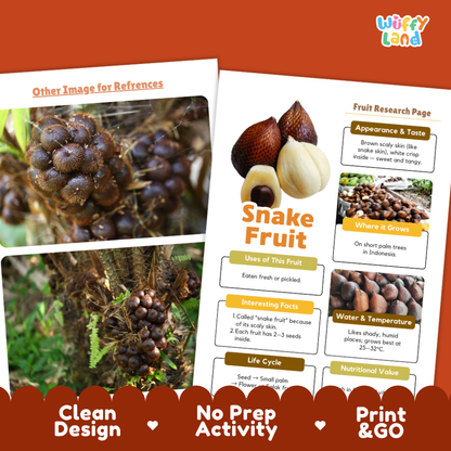 A product listing graphic for an educational 'Snake Fruit' activity sheet from the brand 'Wiffly Land'. The image shows two printed pages: one featuring a close-up photograph of a snake fruit, and the other displaying a labeled fruit research page with facts.