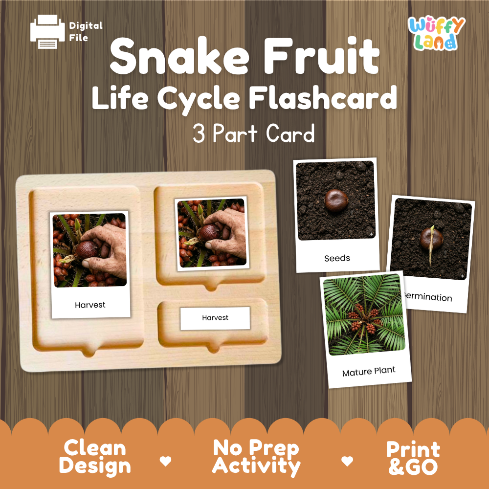 Snake Fruit Life Cycle Flashcards | Montessori 3 Part Cards Science Activity