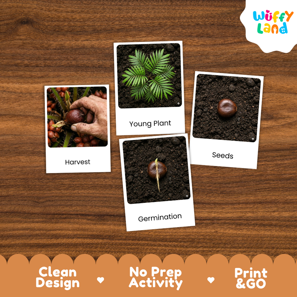 Snake Fruit Life Cycle Flashcards | Montessori 3 Part Cards Science Activity