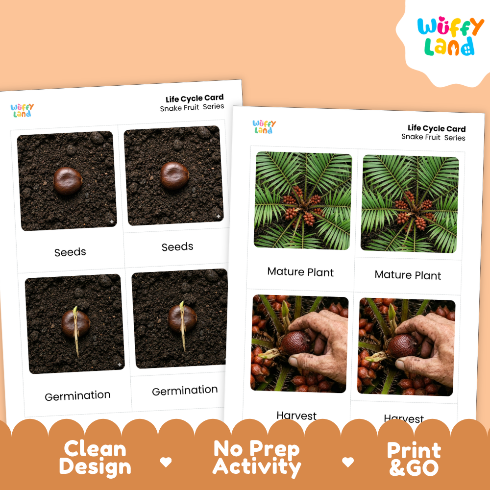 Snake Fruit Life Cycle Flashcards | Montessori 3 Part Cards Science Activity