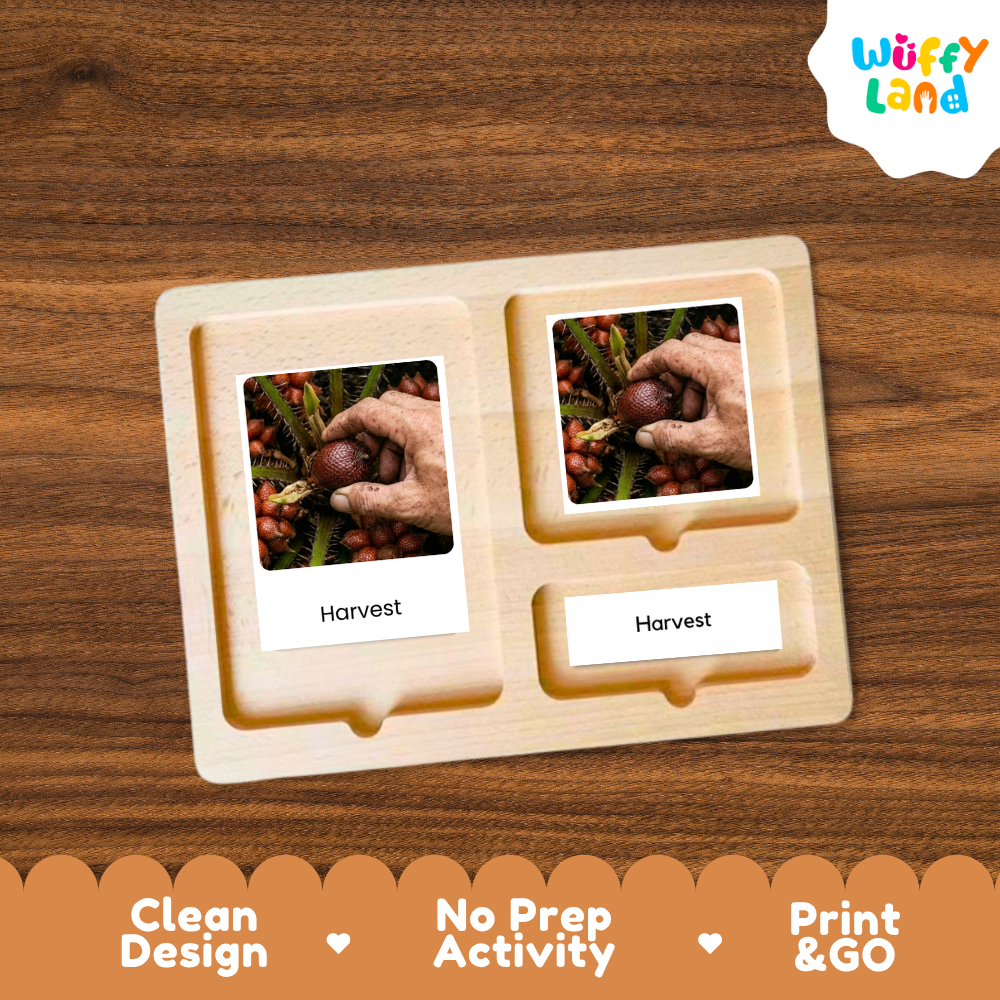 Snake Fruit Life Cycle Flashcards | Montessori 3 Part Cards Science Activity