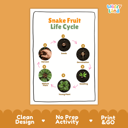 Snake Fruit Life Cycle Poster and Cut and Paste Activity Worksheets