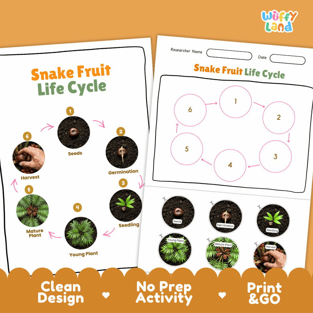 Snake Fruit Life Cycle Poster and Cut and Paste Activity Worksheets