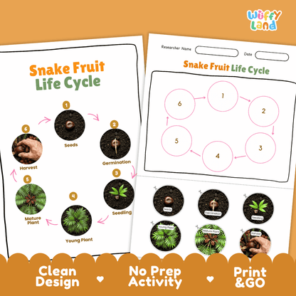 Snake Fruit Life Cycle Poster and Cut and Paste Activity Worksheets