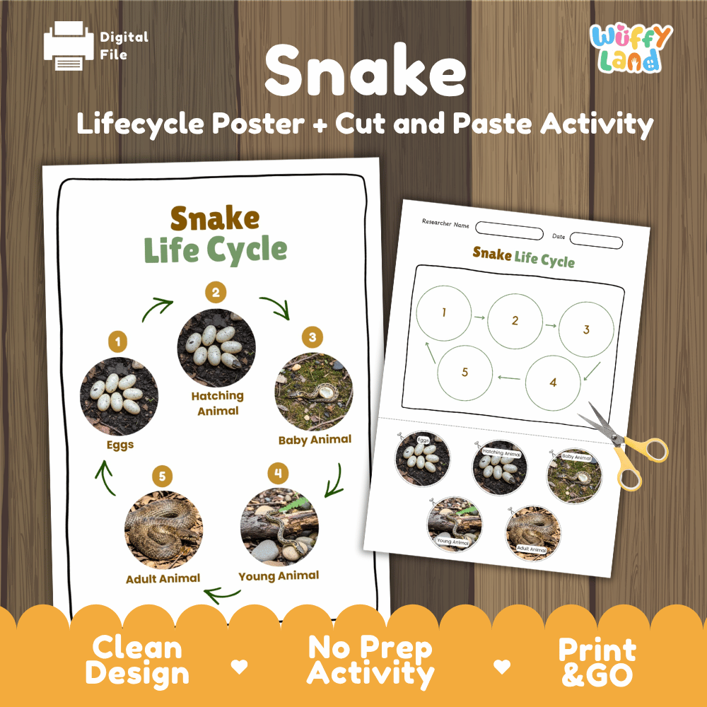 Snake Lifecycle Poster and Cut and Paste Activity Worksheets | Reptile Science Printables