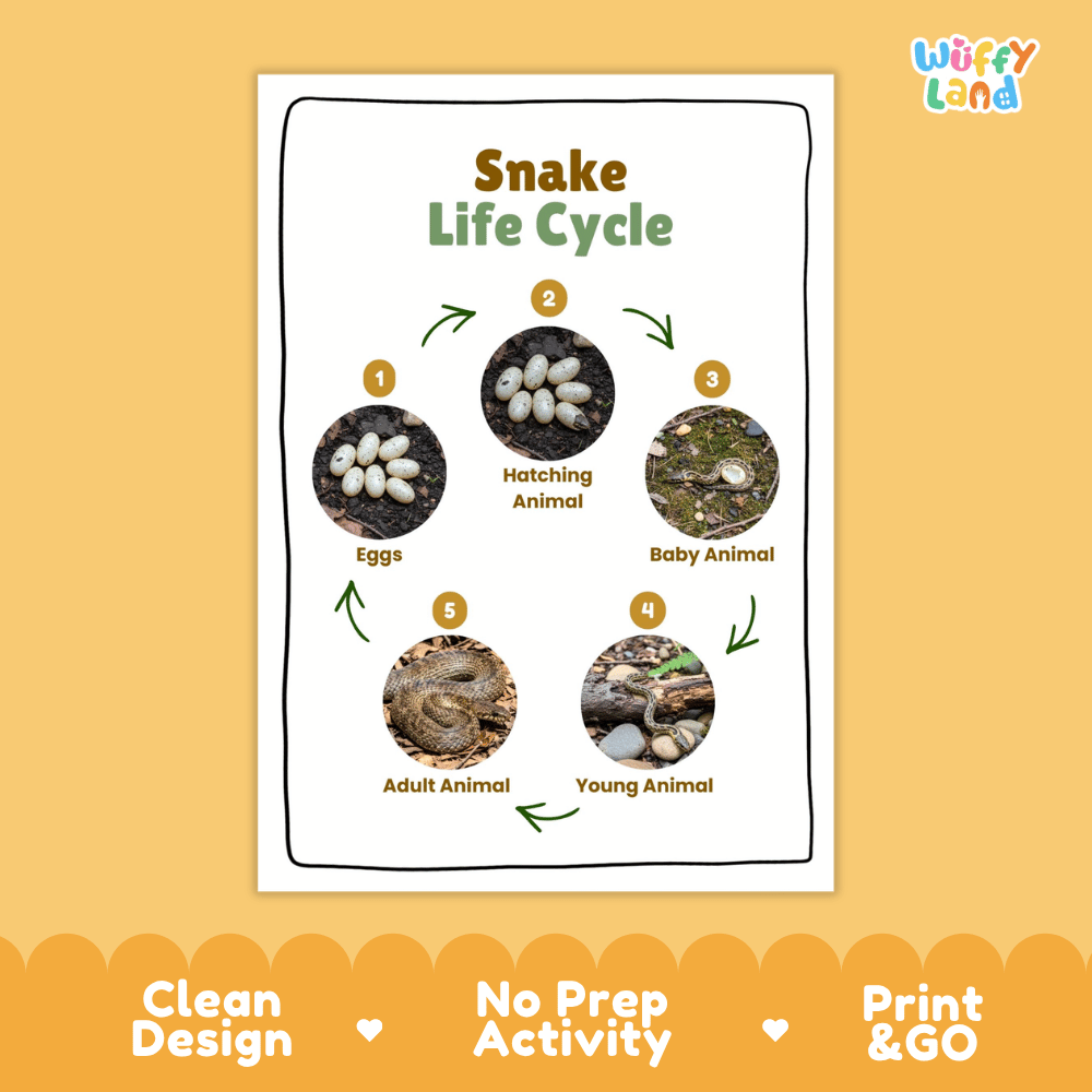 Snake Lifecycle Poster and Cut and Paste Activity Worksheets | Reptile Science Printables