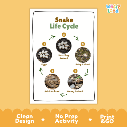 Snake Lifecycle Poster and Cut and Paste Activity Worksheets | Reptile Science Printables