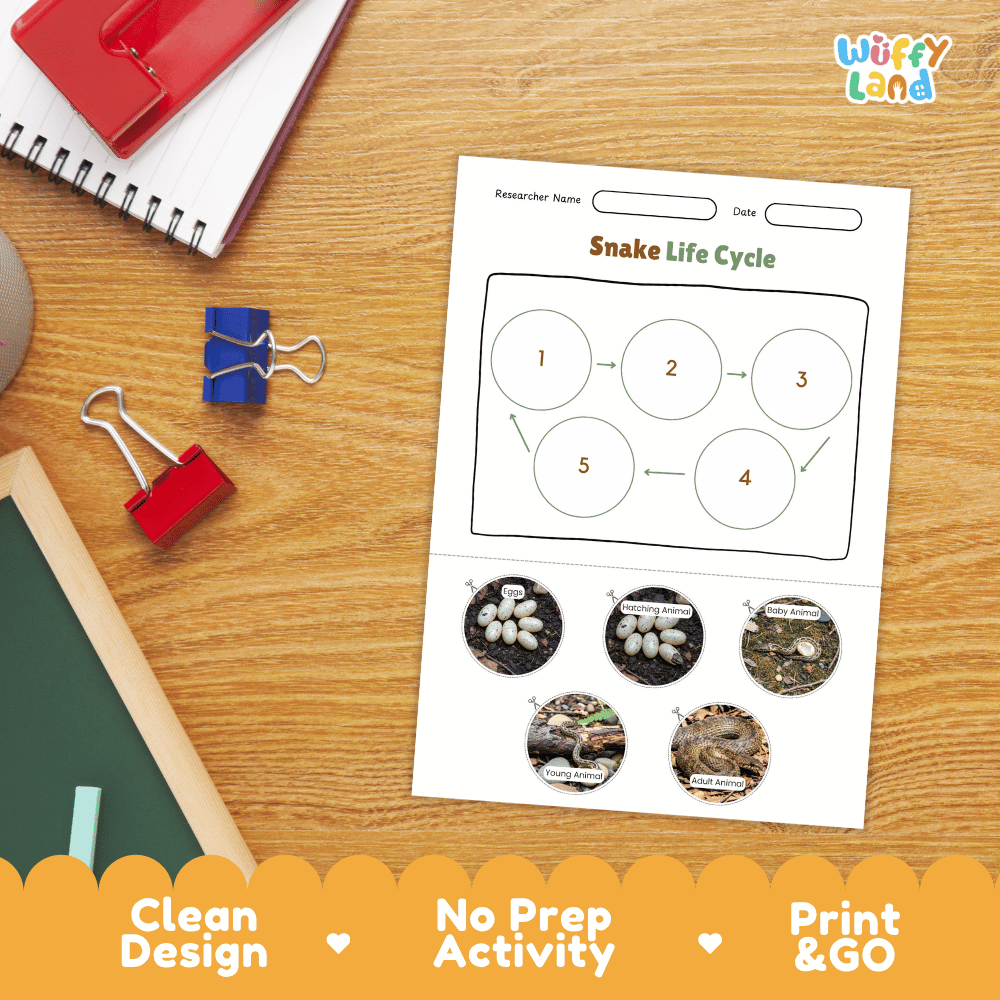 Snake Lifecycle Poster and Cut and Paste Activity Worksheets | Reptile Science Printables