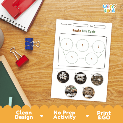 Snake Lifecycle Poster and Cut and Paste Activity Worksheets | Reptile Science Printables