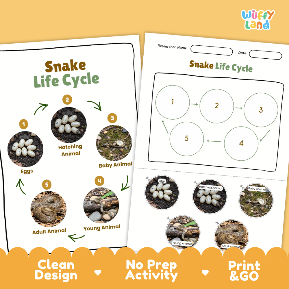 Snake Lifecycle Poster and Cut and Paste Activity Worksheets | Reptile Science Printables