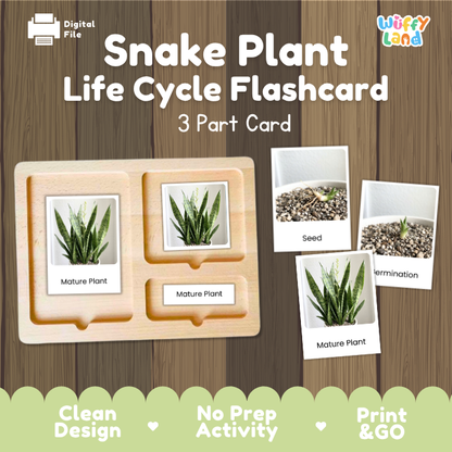 Snake Plant Life Cycle Flashcard 3 Part Card Montessori Science Printable