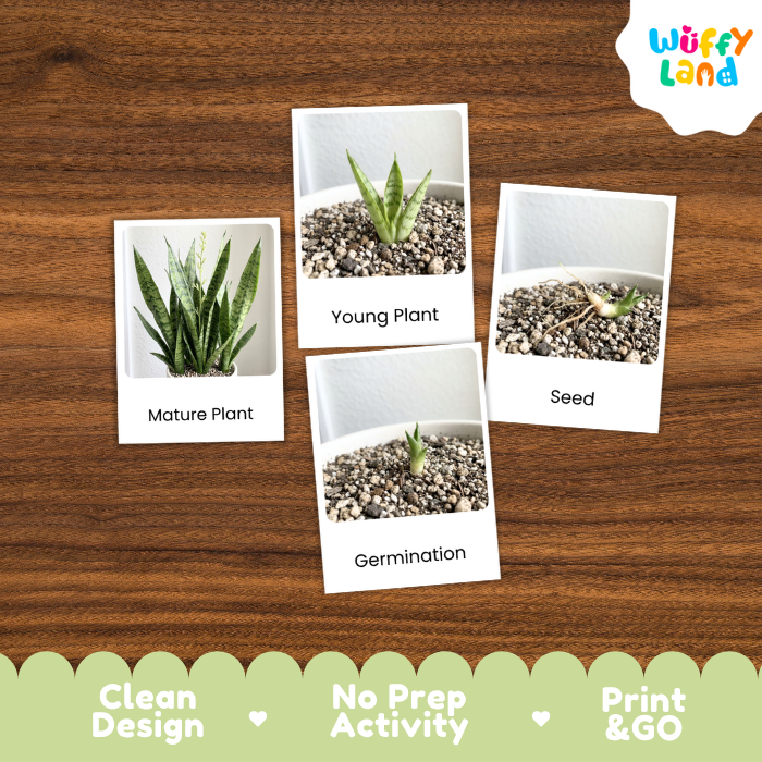 Snake Plant Life Cycle Flashcard 3 Part Card Montessori Science Printable