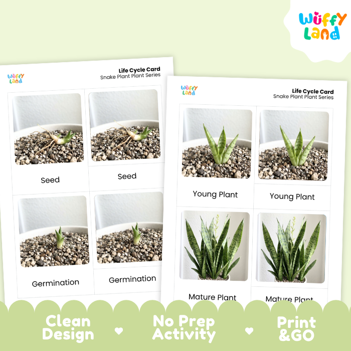 Snake Plant Life Cycle Flashcard 3 Part Card Montessori Science Printable