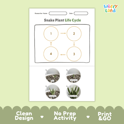 Snake Plant Life Cycle Poster and Cut and Paste Worksheet Activity