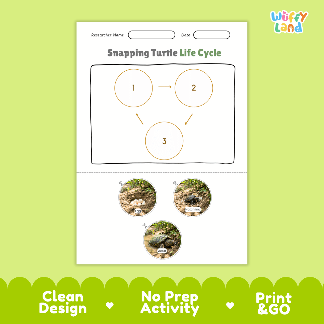 Snapping Turtle Life Cycle Poster and Cut and Paste Activity Worksheet