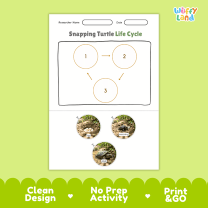 Snapping Turtle Life Cycle Poster and Cut and Paste Activity Worksheet