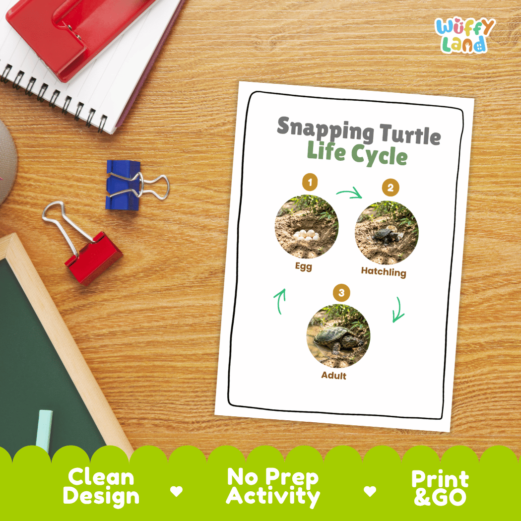 Snapping Turtle Life Cycle Poster and Cut and Paste Activity Worksheet