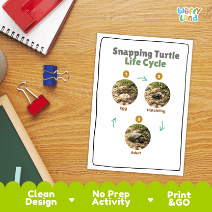Snapping Turtle Life Cycle Poster and Cut and Paste Activity Worksheet