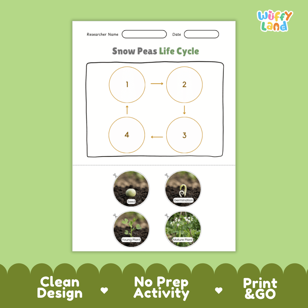 Educational reference poster showing four realistic photo stages of a snow peas life cycle including seed, germination, young plant, and mature plant
