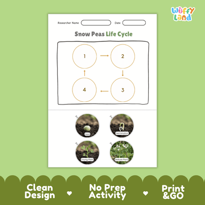 Educational reference poster showing four realistic photo stages of a snow peas life cycle including seed, germination, young plant, and mature plant