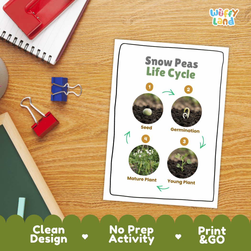 Hands-on cut and paste science worksheet for students to cut real photo tokens and sequence snow peas growth stages onto numbered circles