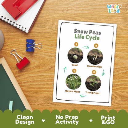 Hands-on cut and paste science worksheet for students to cut real photo tokens and sequence snow peas growth stages onto numbered circles