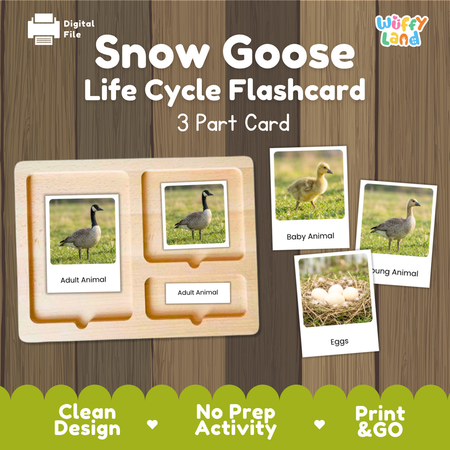 Snow Goose Life Cycle Flashcard 3 Part Card