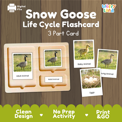 Snow Goose Life Cycle Flashcard 3 Part Card