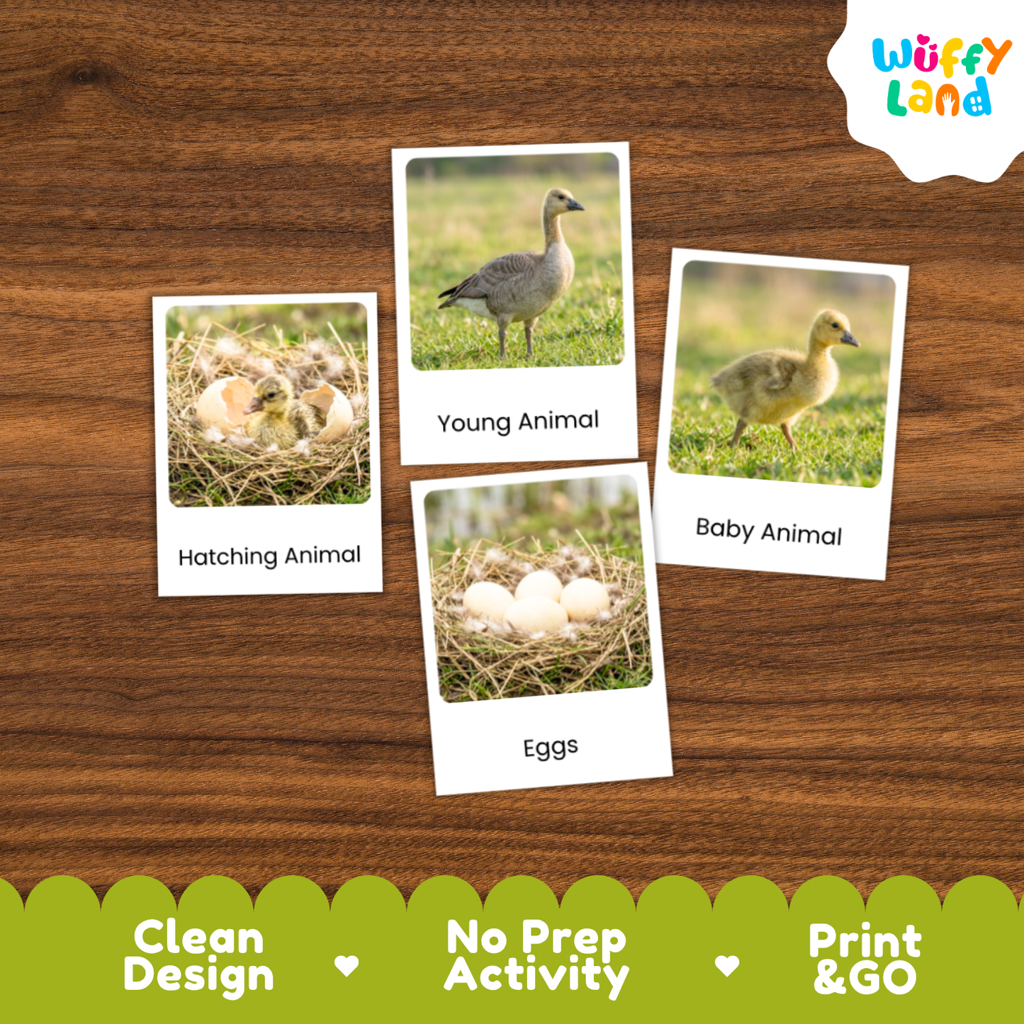 Snow Goose Life Cycle Flashcard 3 Part Card