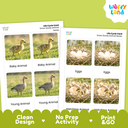 Snow Goose Life Cycle Flashcard 3 Part Card