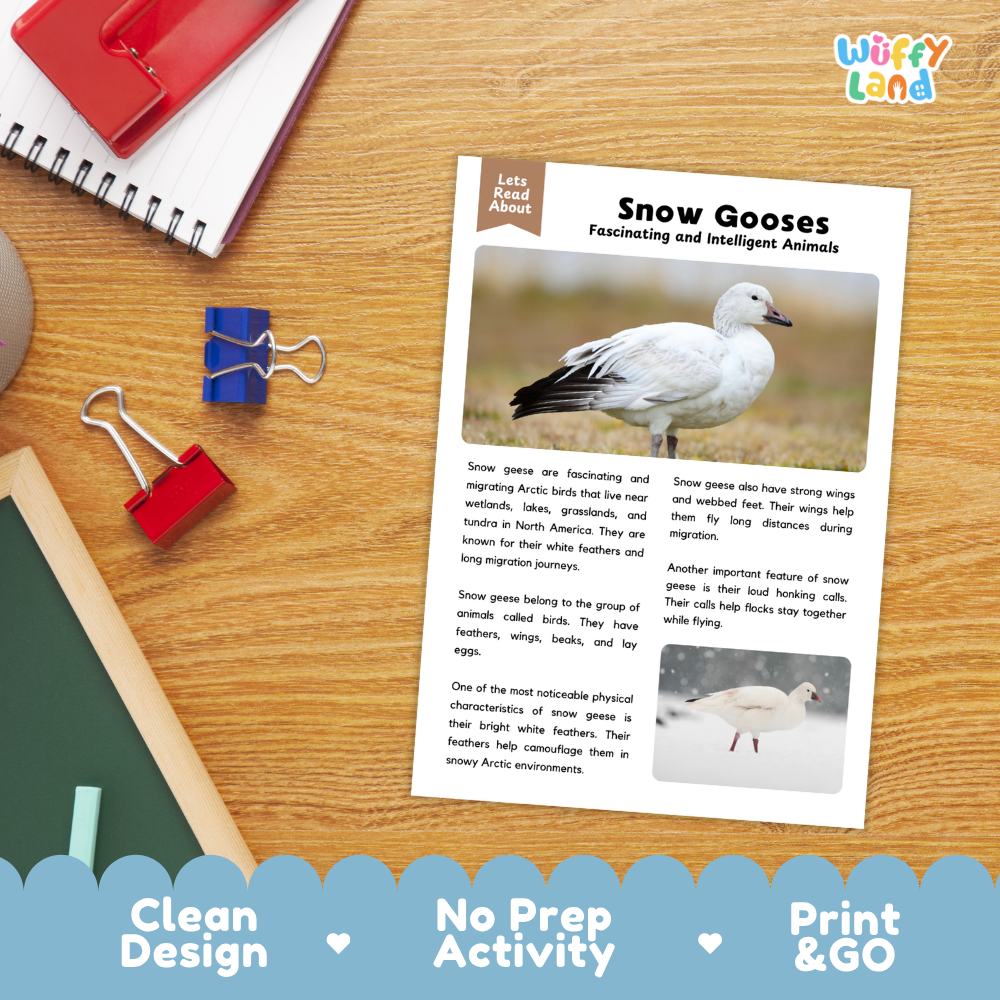An educational activity sheet about snow geese laid out on a wooden desk with school supplies. The sheet has text and photos of snow geese, with a 'Wiffly Land' logo in the top right corner.