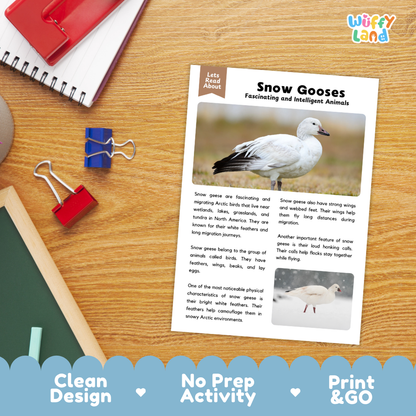 An educational activity sheet about snow geese laid out on a wooden desk with school supplies. The sheet has text and photos of snow geese, with a 'Wiffly Land' logo in the top right corner.